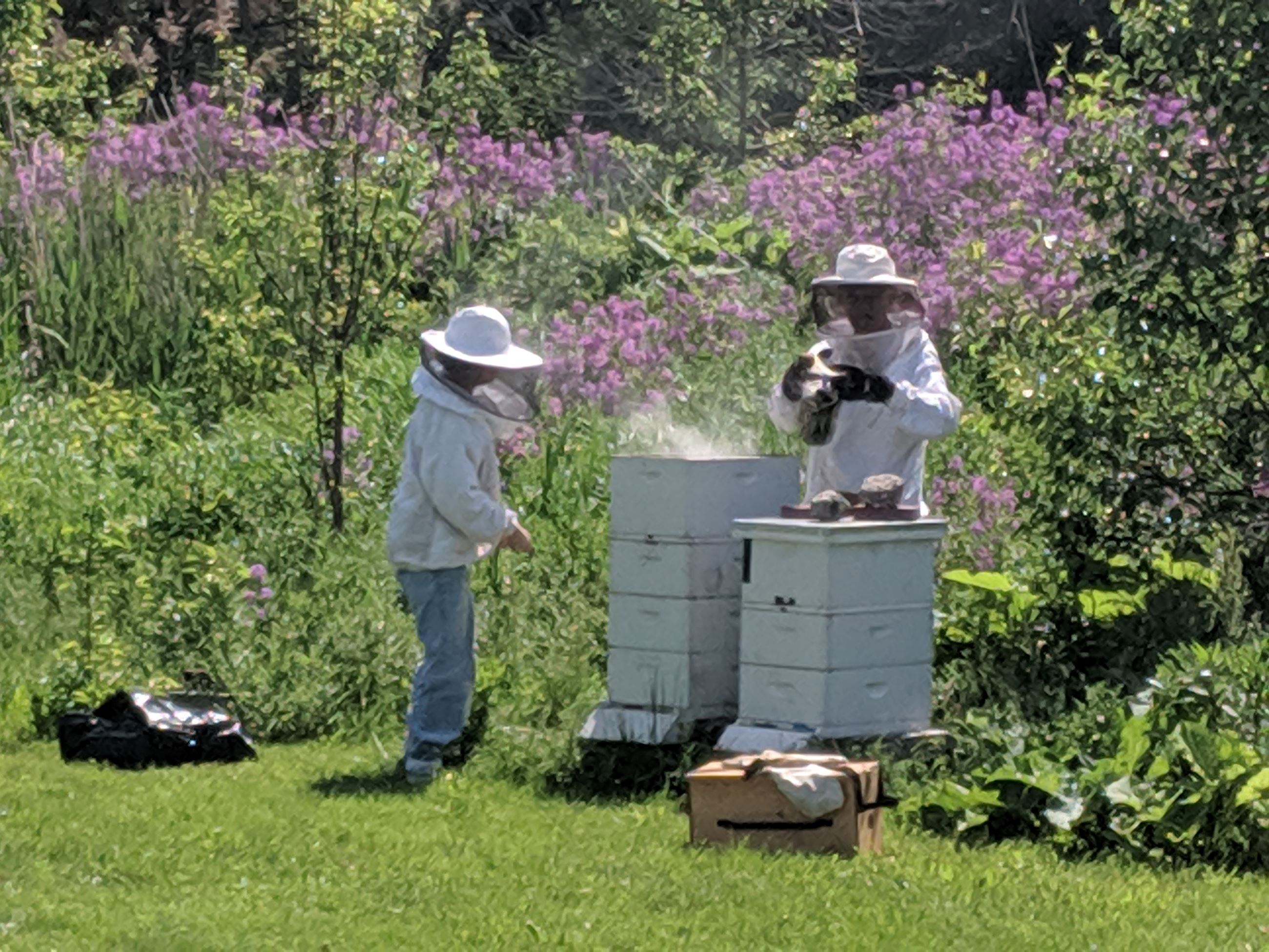 Apiary Photo