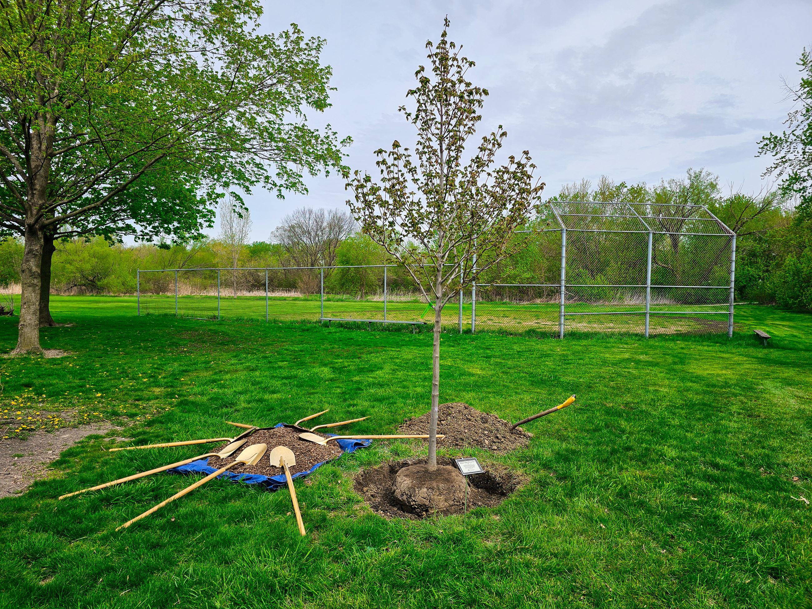 Tree with shovels from 2024 planting